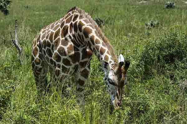 Jirafa - parque nacional de las cataratas Murchison - Uganda 4.jpg